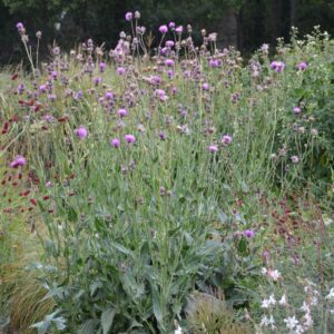Cirsium canum