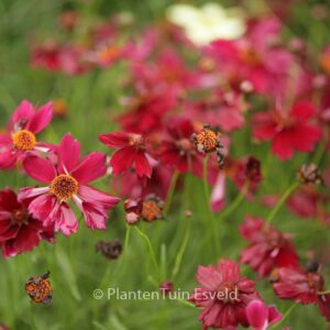 Coreopsis verticillata 'Ruby Red'