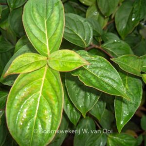 Cornus 'Porlock'