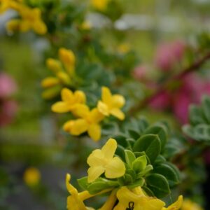 Daphne aurantiaca var. aurantiaca