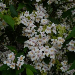 Dipelta floribunda