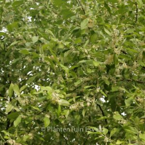Elaeagnus multiflora
