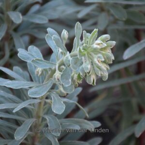 Euphorbia characias 'Silver Edge'