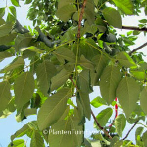 Fraxinus americana 'Autumn Applause'
