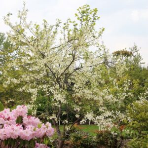 Halesia diptera magniflora
