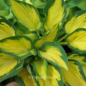 Hosta 'Orange Marmelade'
