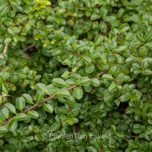 Ilex nothofagifolia