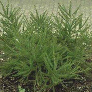 Larix decidua 'Kornik'