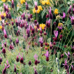 Lavandula stoechas pedunculata