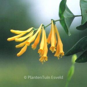 Lonicera sempervirens 'Sulphurea'