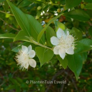 Myrtus communis