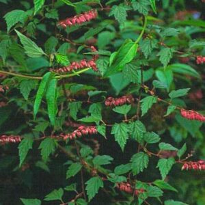 Neillia thibetica