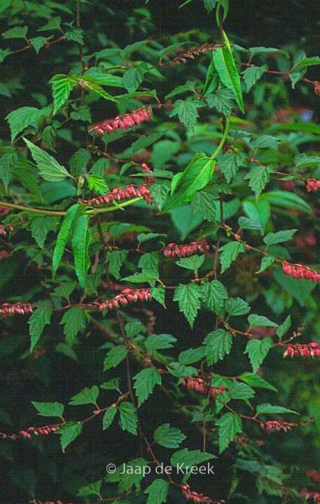 Neillia thibetica