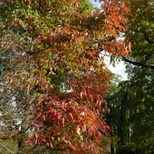 Nyssa sinensis