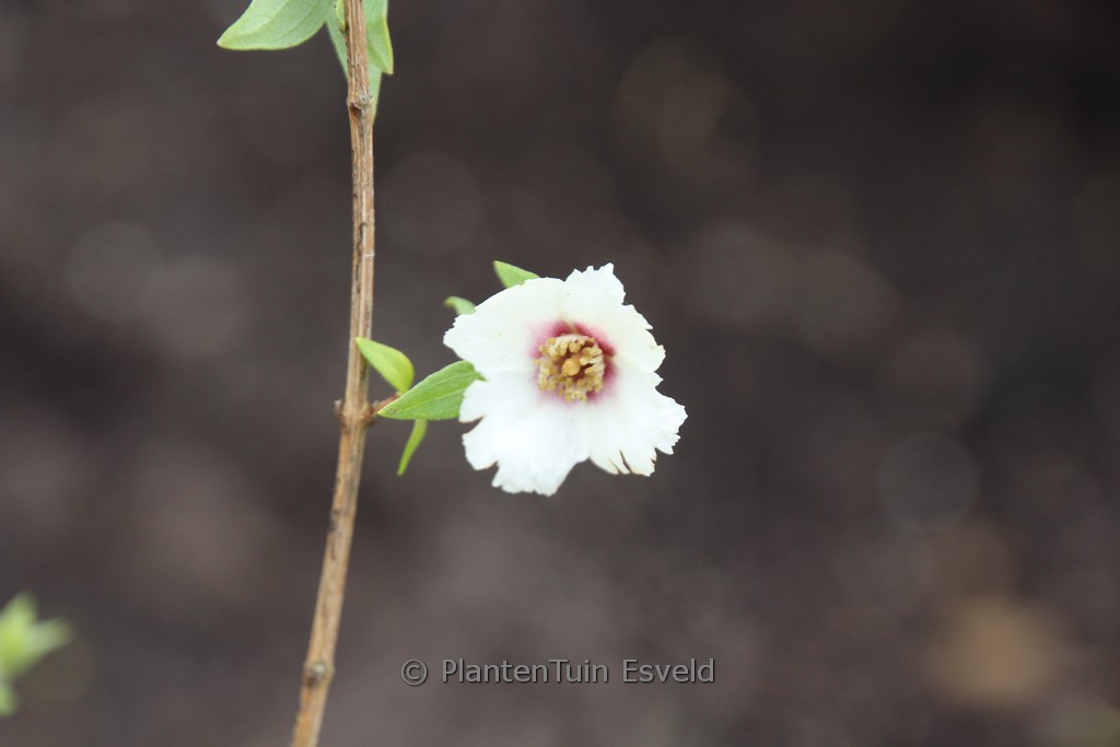 Philadelphus maculatus 'Mexican Jewel'