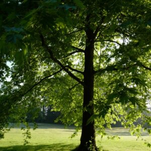 Platanus orientalis 'Digitata'