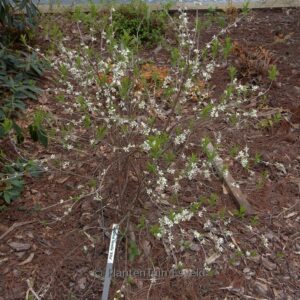 Prunus tenella 'Alba'