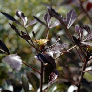 Pseudopanax lessonii 'Purpureus'