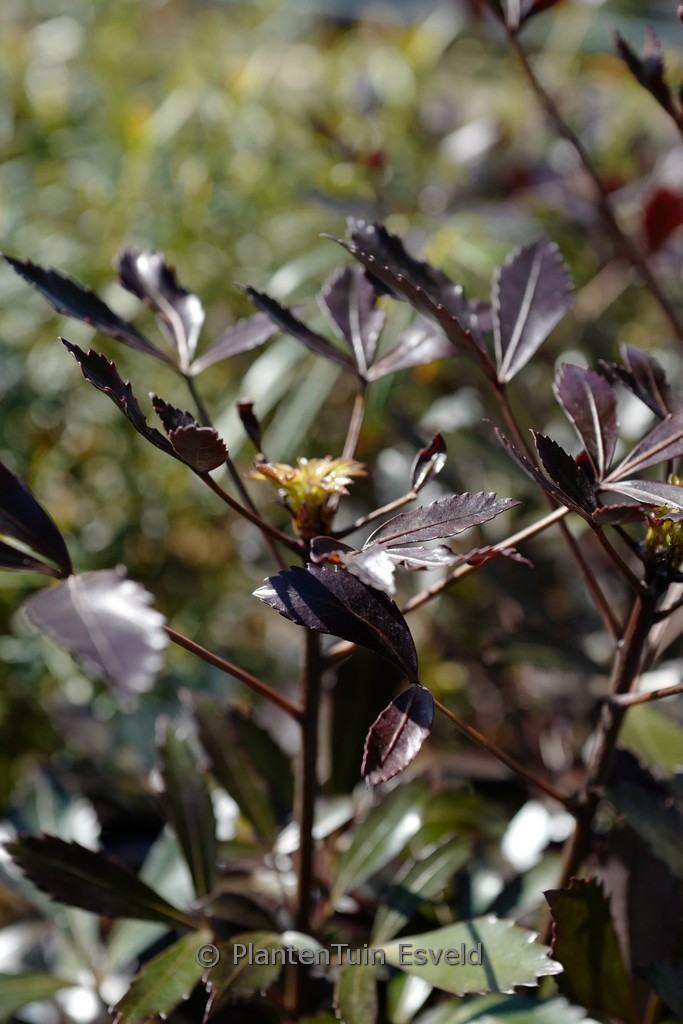 Pseudopanax lessonii 'Purpureus'