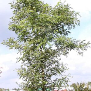 Robinia pseudoacacia 'Nyirsegi'
