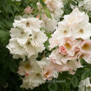Rosa 'Sally Holmes'