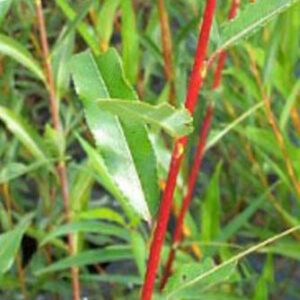 Salix daphnoides