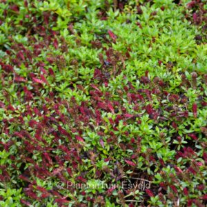 Salix hylematica