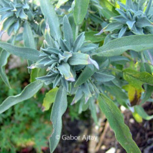 Salvia lavandulifolia