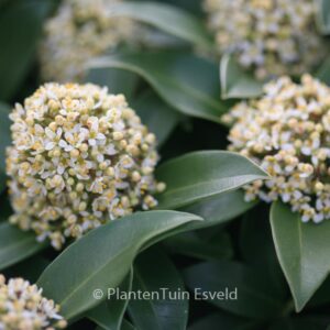 Skimmia japonica 'Fragrant Cloud'