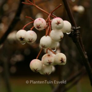 Sorbus cashmiriana