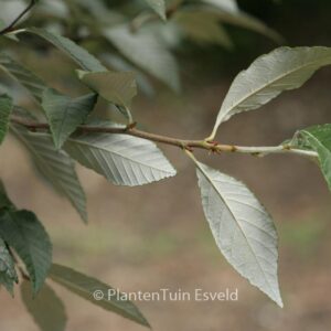 Sorbus folgneri 'Emiel'