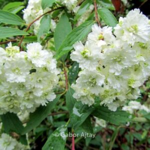 Spiraea prunifolia 'Plena'