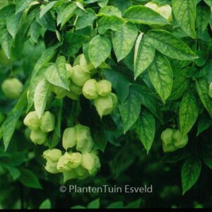 Staphylea elegans