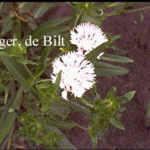 Stokesia laevis 'Alba'