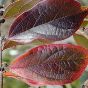 Sycoparrotia semidecidua 'Sartori' (AUTUNNO ROSSO)
