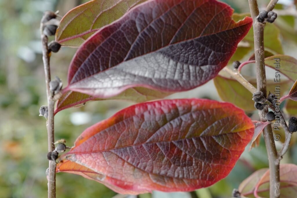 Sycoparrotia semidecidua 'Sartori' (AUTUNNO ROSSO)