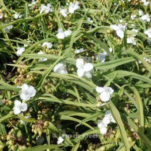 Tradescantia 'Danielle'
