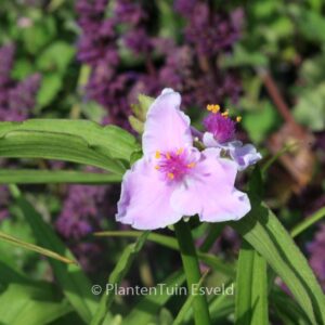 Tradescantia 'Pink Chablis'