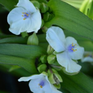 Tradescantia andersoniana 'Osprey'