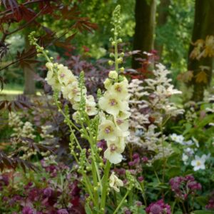 Verbascum 'Cotswold Queen'