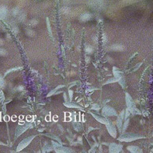 Veronica spicata ssp. incana
