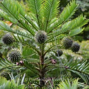 Wollemia nobilis