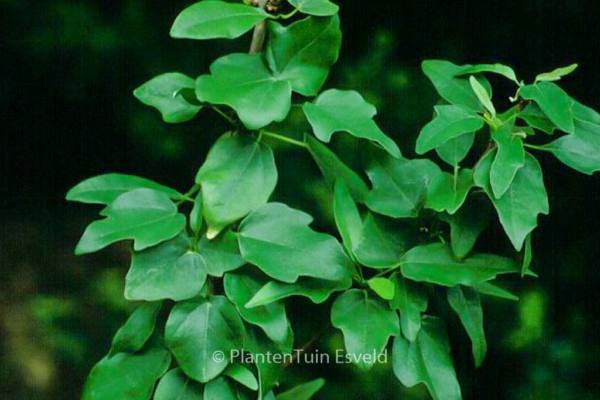 Acer buergerianum 'Miyadono'