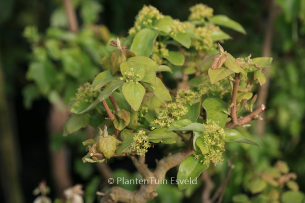 Acer buergerianum 'Miyadono'