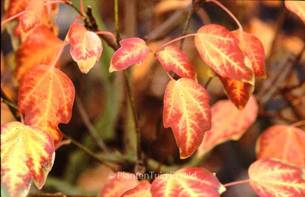 Acer buergerianum 'Miyadono'