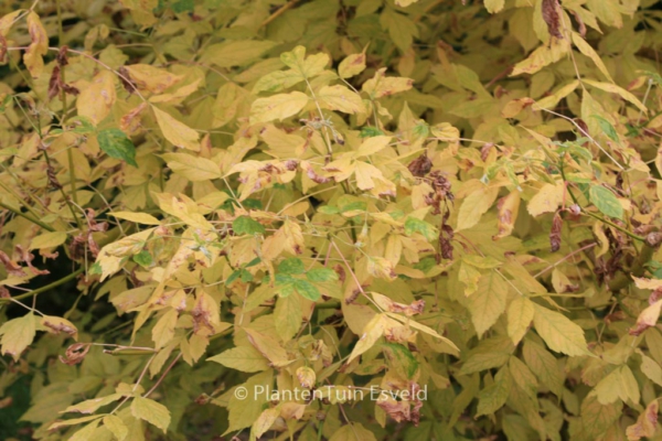 Acer negundo 'Winter Lightning'