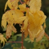 Acer negundo 'Winter Lightning'