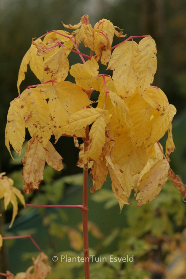 Acer negundo 'Winter Lightning'