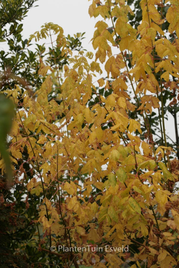 Acer negundo 'Winter Lightning'