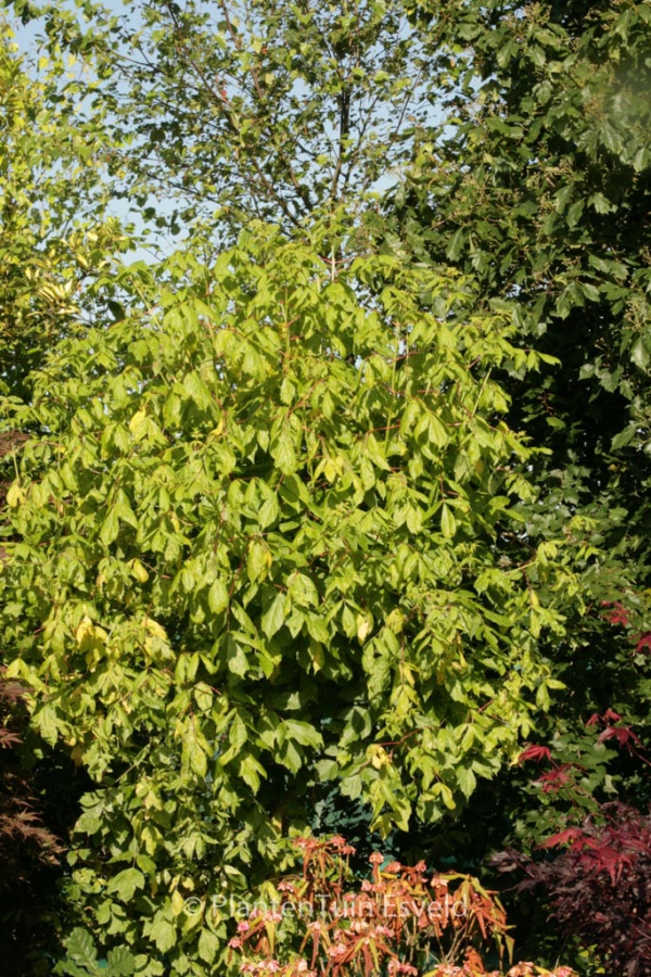 Acer negundo 'Winter Lightning'